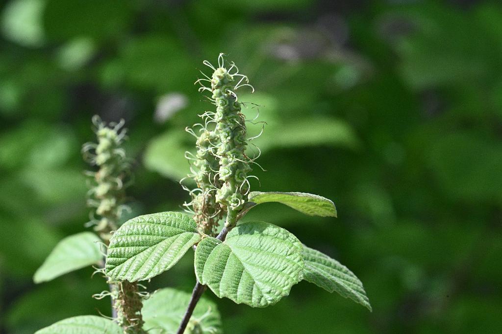3035-05268658 Tower Hill Botanic Garden, MA.JPG - Dwarf Witch Alder (Fothergilla gardenii). Spent flowers/developing fruit in May. New England Botanic Garden at Tower Hill, MA, 5-26-2025